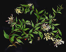 Gwen Burns | Old Songs