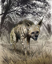 Ian Miller | Hyena 9