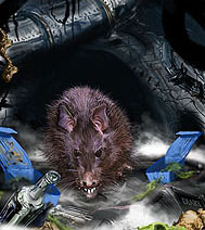 Ian Miller | Rat