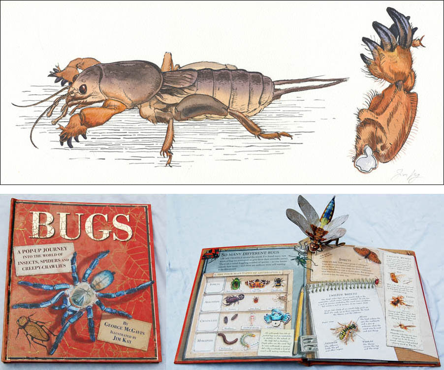Jim Kay | Bugs: Digging mole cricket
