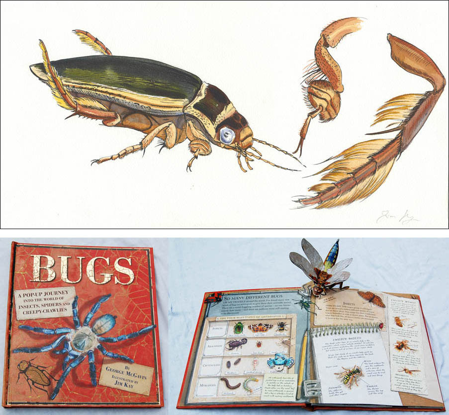 Jim Kay | Bugs: Diving beetle