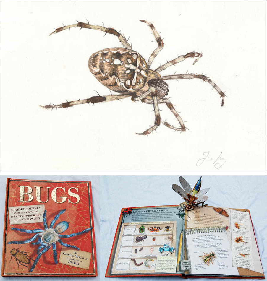 Jim Kay | Bugs: Garden spider