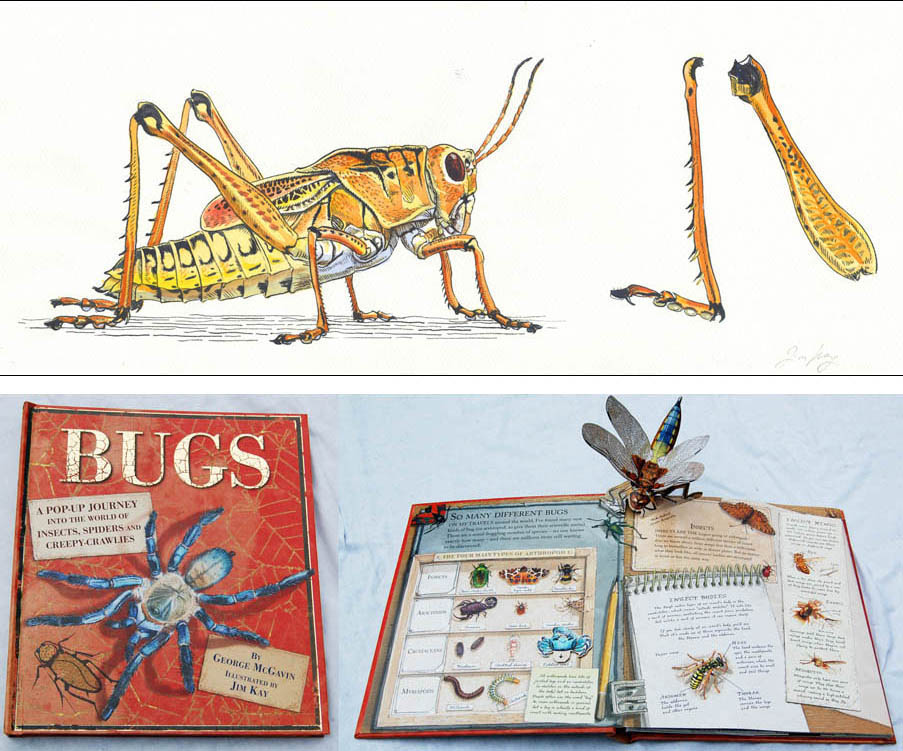 Jim Kay | Bugs: Grasshopper making music