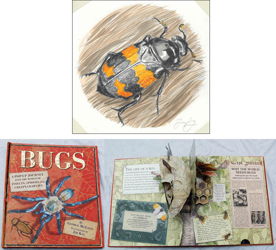 Jim Kay | Bugs: Burying beetle