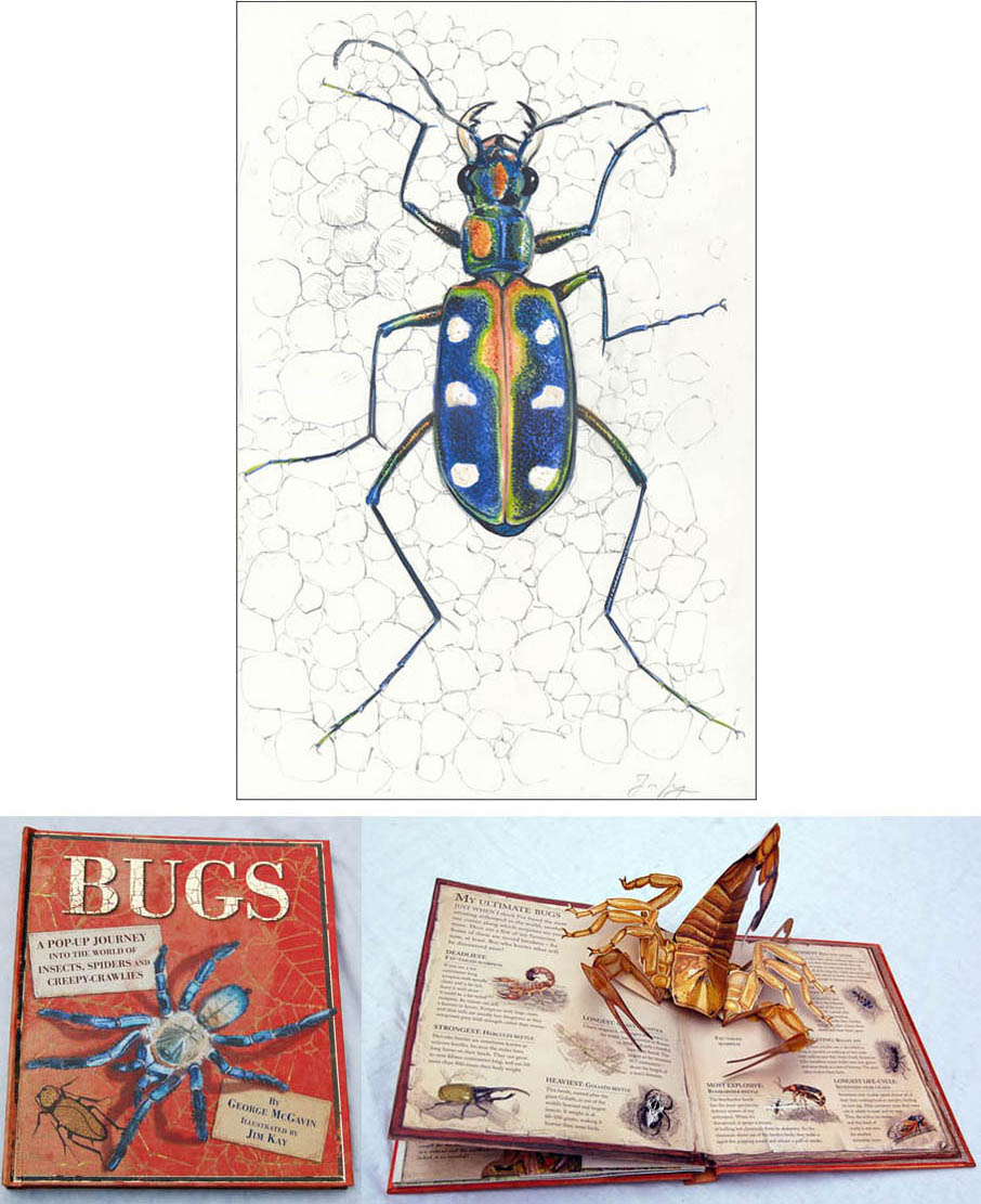 Jim Kay | Bugs: Tiger beetle