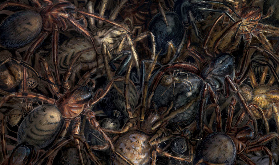 Jim Kay | Spiders Galore