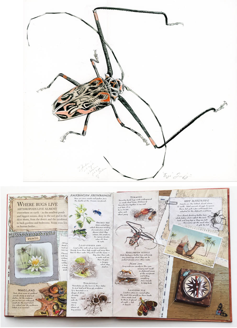 Jim Kay | Bugs: Harlequin Beetle