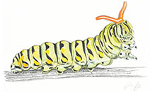 Jim Kay | Bugs: Caterpillar holding on tight