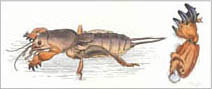 Jim Kay | Bugs: Digging mole cricket