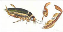 Jim Kay | Bugs: Diving beetle