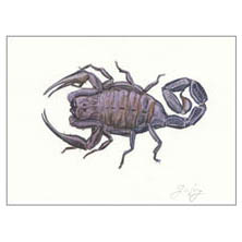 Jim Kay | Bugs: Scorpion