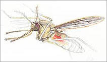 Jim Kay | Bugs: Mosquito