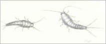 Jim Kay | Bugs: Silverfish getting bigger