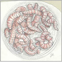 Jim Kay | Bugs: Blow fly larvae