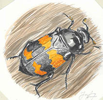 Jim Kay | Bugs: Burying beetle