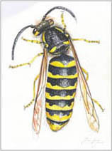 Jim Kay | Bugs: Male wasp