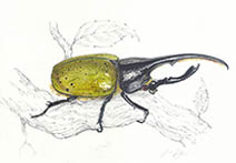 Jim Kay | Bugs: Hercules beetle