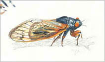 Jim Kay | Bugs: Seventeen-year cicada
