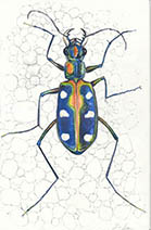 Jim Kay | Bugs: Tiger beetle