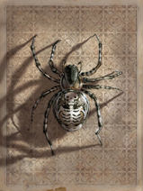 Jim Kay | A Spider in Shadow
