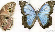 Jim Kay | Bugs: Blue Morpho Butterfly