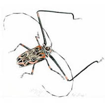 Jim Kay | Bugs: Harlequin Beetle