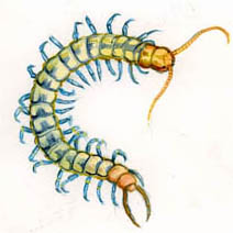 Jim Kay | Bugs: Centipede