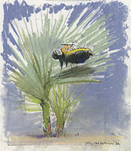 John Harris | Refuelling at the Phyllotactic Palm