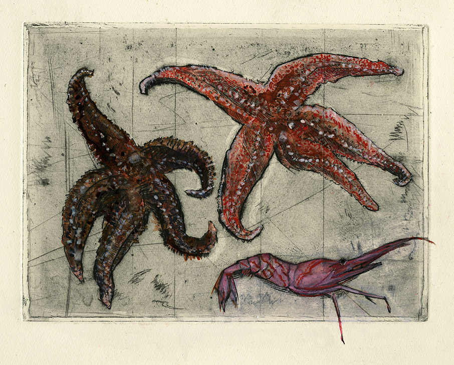 Olivia Lomenech Gill | Starfish and prawn