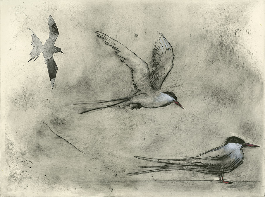 Olivia Lomenech Gill | Black-headed Gulls