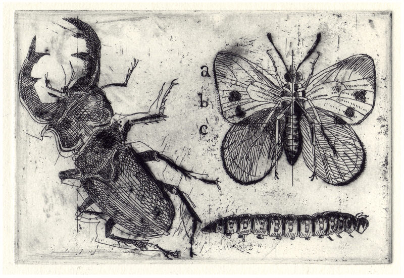 Olivia Lomenech Gill | Butterfly