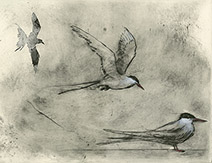 Olivia Lomenech Gill | Black-headed Gulls