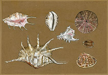 Olivia Lomenech Gill | Shells 2