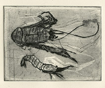 Olivia Lomenech Gill | Squat lobster and prawn
