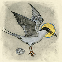 Olivia Lomenech Gill | Little Tern